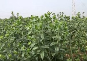 تولید چند گیاه علوفه ای مقاوم به تنش خشکی