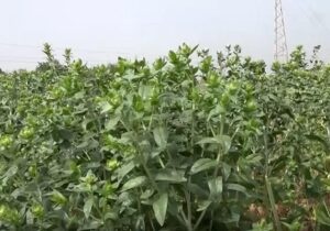 تولید چند گیاه علوفه ای مقاوم به تنش خشکی