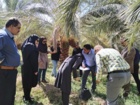 بازدید کارشناسان سازمان حفظ نباتات کشور از روند مبارزه با سوسک سر خرطومی حنایی خرما در شهرستان نرماشیر استان کرمان