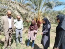 بازدید کارشناسان سازمان حفظ نباتات کشور از روند مبارزه با سوسک سر خرطومی حنایی خرما در شهرستان نرماشیر استان کرمان