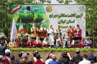 آغاز رسمی نشای مکانیزه برنج در گیلان