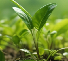 تاریخچه مرکز