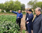 تحول در تولید سیب‌زمینی با آبیاری «تیپ»/ صرفه‌جویی ۴۰ درصدی در مصرف منابع آبی
