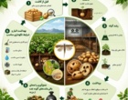 ۶ گام طلایی برای مقابله با بید سیب‌زمینی/ از عمق کاشت تا بهداشت انبار