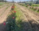 شمار گونه‌های کلکسیون گیاهان دارویی شمال‌غرب به ۲۳۰ می‌رسد