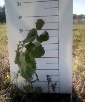 افزایش درصد استقرار وزنده‌مانی نهال‌های فندق با استفاده از قارچ‌های میکوریزی