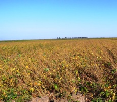 دستیابی به دستاوردی نوین در کشاورزی؛ تولید ارقام جدید سویا با فناوری هسته‌ای