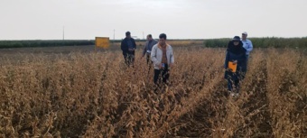 گامی برای خودکفایی؛ ثبت ارقام هستهای سویا برای کاهش وابستگی به واردات