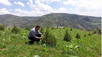 ارس، گونهای کلیدی برای بازسازی جنگلهای تخریبشده در برابر تغییرات اقلیمی