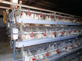 ارتقای بهره‌وری و کیفیت تخم‌مرغ با اجرای برنامه‌های علمی امکان‌پذیر است