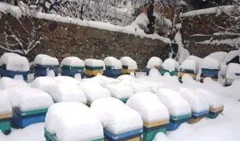 زمستانگذرانی هوشمند، ضرورتی برای پایداری صنعت زنبورداری در مناطق سردسیر