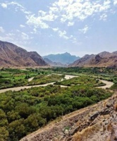 جنگل‌های کران‌رودی ارس، گنجینه‌ای بی‌نظیر از تنوع گونه‌های گیاهی