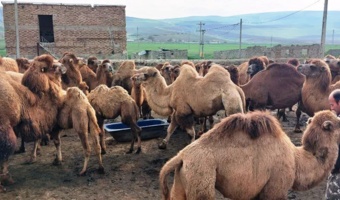 تحول در پرورش شتر دوکوهانه با جیره‌های نوین/ کاهش سن بلوغ و تغییر فصل زایش
