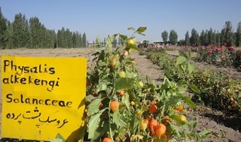 ایجاد کلکسیون ۲۱۸ گونه گیاهی اندمیک شمال غرب در استان اردبیل