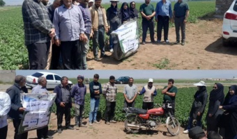 کنترل و مدیریت سفیدک دروغین سیبزمینی؛ گامی موثر برای کاهش خسارت مزارع