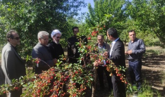 تأکید امامجمعه مشگینشهر بر ضرورت “کاربردیسازی” پژوهشهای کشاورزی