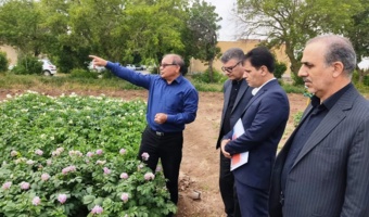 تحول در تولید سیبزمینی با آبیاری «تیپ»/ صرفهجویی ۴۰ درصدی در مصرف منابع آبی
