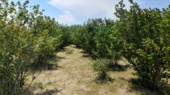 مهارتافزایی ۷۰ نفر در استان اردبیل برای تحقق طرح یک میلیارد درخت