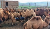 تحول در پرورش شتر دوکوهانه با جیره‌های نوین/ کاهش سن بلوغ و تغییر فصل زایش