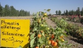 ایجاد کلکسیون ۲۱۸ گونه گیاهی اندمیک شمال غرب در استان اردبیل