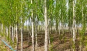 کاهش ۶۵ درصدی مصرف آب در زراعت چوب با اجرای آبیاری نوین در اردبیل