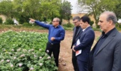 تحول در تولید سیب‌زمینی با آبیاری «تیپ»/ صرفه‌جویی ۴۰ درصدی در مصرف منابع آبی