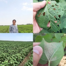 اطلاعیه مبارزه با آفت مزارع پنبه، سویا و بادام‌زمینی منطقه مغان