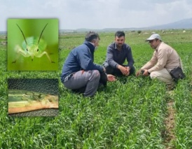 وبینار تخصصی مدیریت آفات غلات در دیمزارها