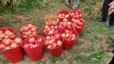 برداشت 76 تن انار در هر هکتار از باغ نمونه در گرمی