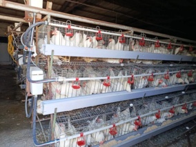 ارتقای بهره‌وری و کیفیت تخم‌مرغ با اجرای برنامه‌های علمی امکان‌پذیر است