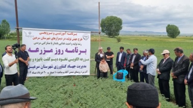 ارقام جدید نخود، کشاورزی دیم را متحول کرد