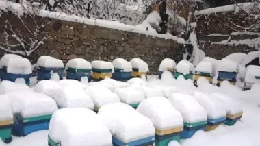 زمستان‌گذرانی هوشمند، ضرورتی برای پایداری صنعت زنبورداری در مناطق سردسیر