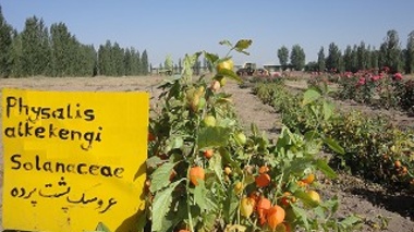 ایجاد کلکسیون ۲۱۸ گونه گیاهی اندمیک شمال غرب در استان اردبیل