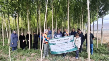 روز مزرعه سایت الگویی صنوبر در اردبیل برگزار شد/ گامی جهت توسعه زراعت چوب و کاهش فشار بر جنگل‌ها