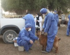 آغاز اجرای پروژه ثبت ملی بز سرخ جبال بارز