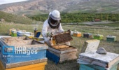 لزوم توجه بیشتر به صنعت زنبور در کشور/ ایران مقام چهارم تولید عسل