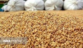 دستیابی به دانش فنی تولید جایگزین بومی کنجاله سویا با استفاده از ضایعات کشاورزی