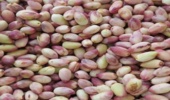 پوست پسته خوراکی ارزشمند برای دام و راهکاری مؤثر در کاهش ضایعات کشاورزی