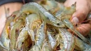 ضایعات میگو خوراک دام و مکمل می‌شود