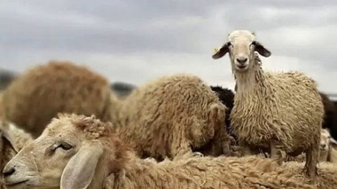 شناسایی ژن‌های سازگاری در دام‌های بومی پاسخ علمی به چالش تغییر اقلیم