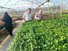 نهالستان های آذربایجان غربی زیر ذره بین سلامت؛ همکاری موسسه ثبت و گواهی بذر و نهال با بخش تخصصی در استان