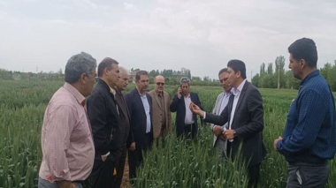 بازدید معاونت پژوهشی از مزارع آزمایشی غلات ایستگاه تحقیقات میاندوآب