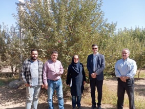 کاهش ضایعات سیب در استان آذربایجان غربی