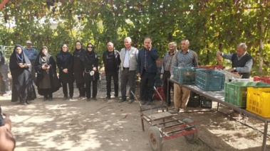 حضور محقق مرکز تحقیقات کشاورزی آذربایجان غربی در کیل گیری انگور در ارومیه