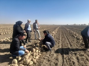 با حضور رئیس بخش تحقیقات چغندرقند مرکز تحقیقات آذربایجان غربی انجام شد