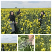 بازدید میدانی از مزارع کلزا در میاندوآب برای بررسی آلودگی به شته مومی