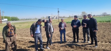 نخستین مزرعه الگویی چغندرقند در استان آذربایجان غربی در پردیس آموزش کشاورزی میاندوآب راه اندازی شد