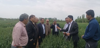 بازدید معاونت پژوهشی از مزارع آزمایشی غلات ایستگاه تحقیقات میاندوآب