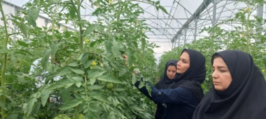 بازدید محقق بخش تحقیقات گیاهپزشکی آذربایجان غربی از گلخانه‌های شهرستان سلماس