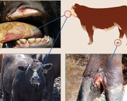 برگزاری کارگاه آموزشی – ترویجی مقابله با بیماری تب برفکی سویه جدید در دشتستان